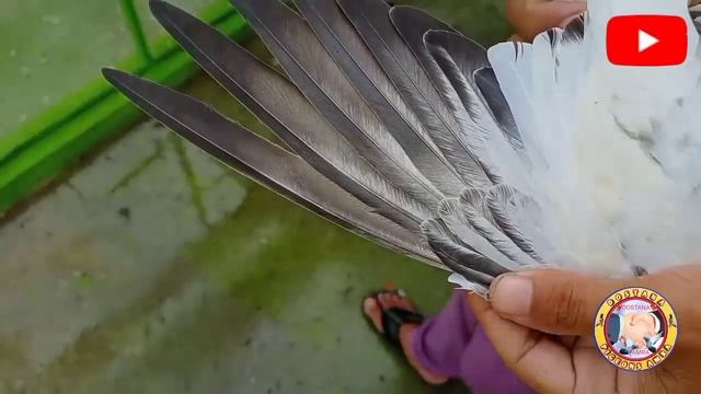 barish main pakra kabutar aur gift bache | dostana tv amra смотреть онлайн