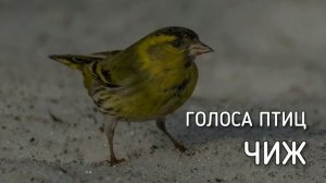 Чиж | Голоса птиц