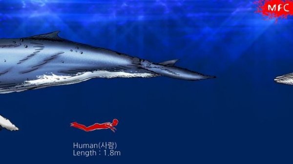 whale size comparison