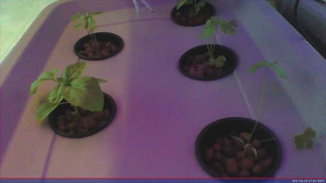Basil & Parsley Growth Timelapse - 1 TBSP Fish Fertilizer/5 gal water - Spring 2017 смотреть онлайн