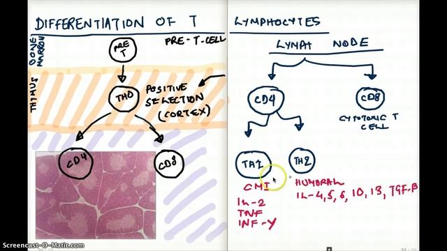 Differentiation of T Lymphocyte/T Cell (Collected by Krishna Thapa) смотреть онлайн