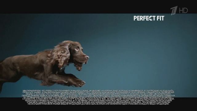 Реклама Perfect Fit для собак смотреть онлайн