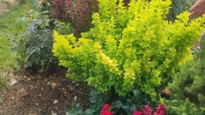 Хотите шикарные барбарисы - летняя обрезка - сделайте это обязательно.