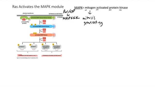ECRs MAP Kinase смотреть онлайн