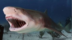 Лимонные акулы. Охота лимонных акул.