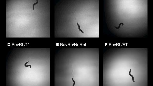 High-performance optical control of GPCR signaling by bistable animal opsins MosOpn3 and LamPP смотреть онлайн