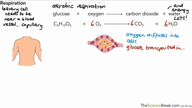Aerobic and Anaerobic Respiration for AQA 9-1 GCSE Biology and Trilogy (Combined Science) смотреть онлайн