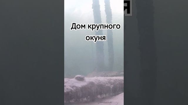 Где искать крупного окуня смотреть онлайн