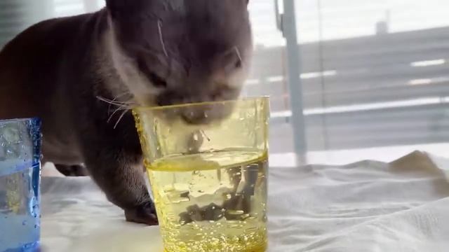 Выдры впервые пробуют газированную воду!)))) смотреть онлайн