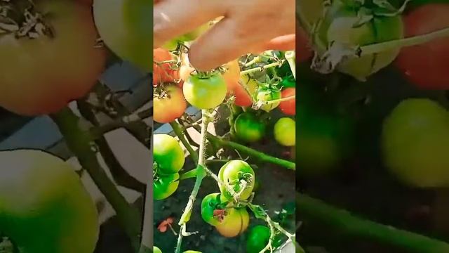 garden#tomatoes grown in small pots#tomatoes#organic#harvesting смотреть онлайн