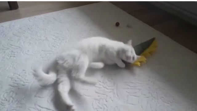 LUNA MORFİN Mİ ALDIN ! BU NE HAL #kedi #luna #cats смотреть онлайн