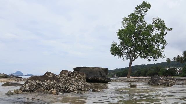 Klong Muang Beach (01.2018) Часть 14 Центральная часть Дерево в солёной воде смотреть онлайн