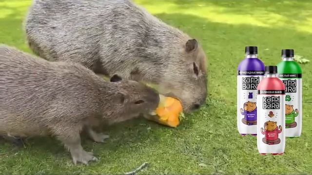 В такую жару идеальным спасением будет фруктовый лед и мой лимонад KAPIBARA 🎉🤩🤪 смотреть онлайн