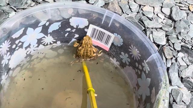 Лягушонок Жерар плескается в ведре с водой смотреть онлайн
