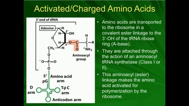 Aminoacyl tRNA Synthetase: Charging the Amino Acid смотреть онлайн