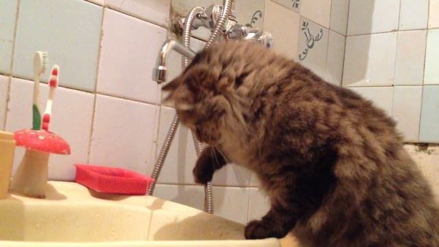 Котэ играет струёй воды смотреть онлайн