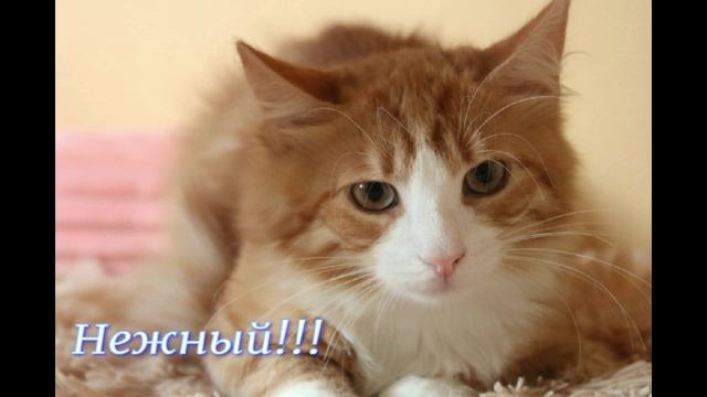 Огонек для Ютюб