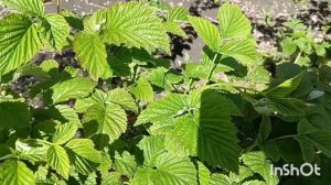 Листья малины. Сбор и сушка. Травяной чай. #малина#листья#чай#сушка#сбор#