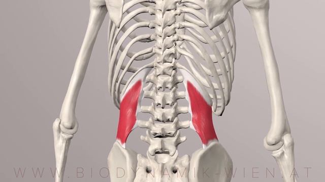 Core Series Part 1: Quadratus Lumborum (3D Animation) смотреть онлайн