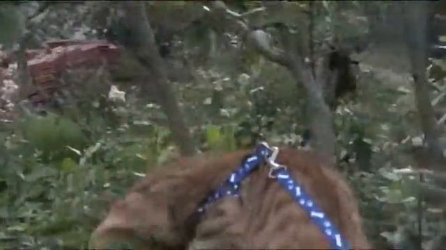 Амра на дереве. смотреть онлайн