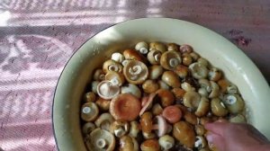 Проверенный временем замечательный рецепт засолки грибов ВАЛУËВ.