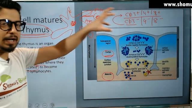 Cell mediated immunity in Hindi | Immunology lecture 6 смотреть онлайн