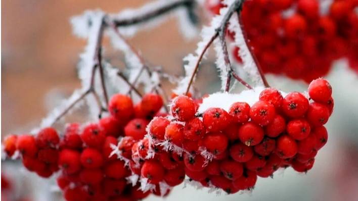 Тонкая рябина. Русская народная песня смотреть онлайн
