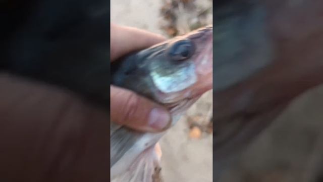 Поймал берша на тюлька смотреть онлайн