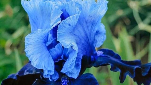 Magic Blue Iris смотреть онлайн