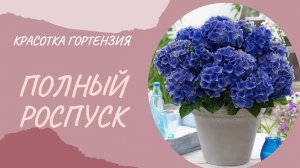 Гортензия крупнолистная. Голубая красотка в полном роспуске