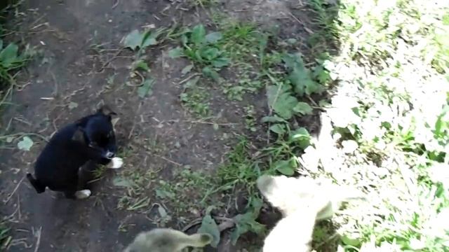 Бег гуськом! Как бегают гусята! смотреть онлайн