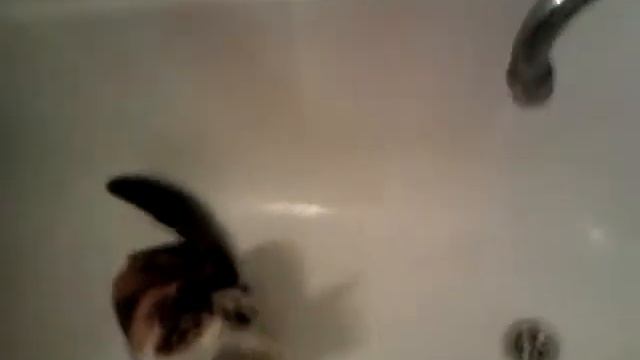 котенок играет со струей воды. Смешно. смотреть онлайн