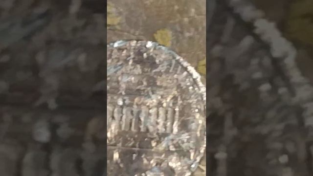 1995 Lincoln Penny A M touching. Slashed. Subscribe. Whats' the value? Can it be proved an erro смотреть онлайн