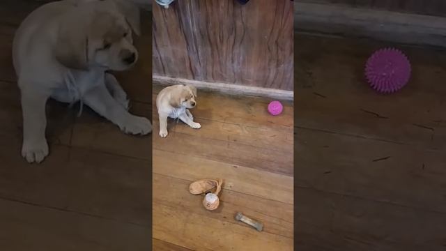 Labrador Puppies Leda & Elara Playing with Toys смотреть онлайн