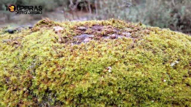 Uma Santa Viagem pelo Tempo - Toupeiras Detectorismo Portugal смотреть онлайн