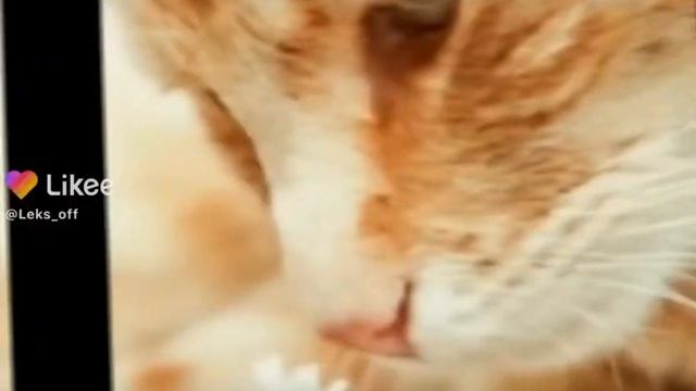 жаль Симба популярный байкер и тиктокер он новерно на белом свете смотреть онлайн