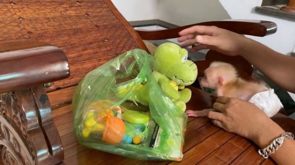 Monkey Luk screamed fun when dad returned home