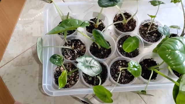 Обзор коллекции моих алоказий. Июль 2024