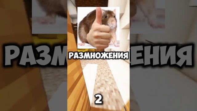 Интересные факты про Крыс🐀 #рекомендации смотреть онлайн