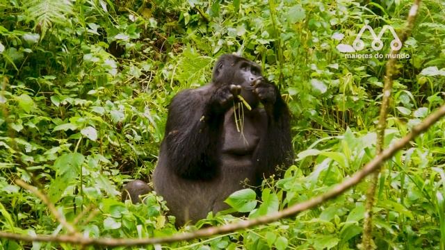 GORILA vs PÍTON RETICULADA: QUEM VENCE ESSA LUTA? Gorilla vs Reticulated Python Fight смотреть онлайн