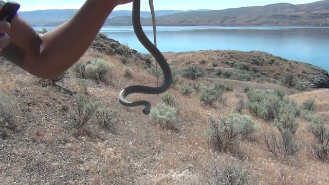 Western Racer, Coluber constrictor смотреть онлайн