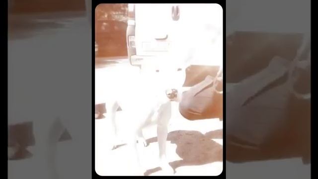 Animal Patrol zagłosuj L0136 Budżet Obywatelski смотреть онлайн