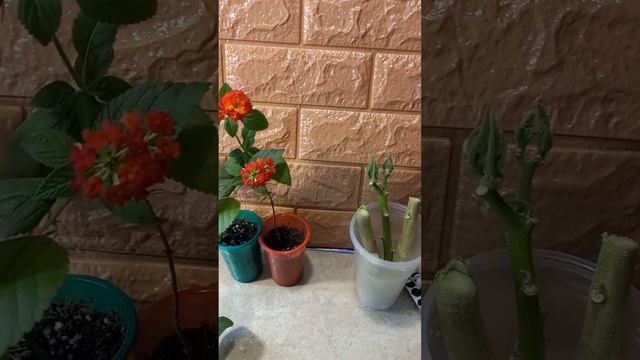 1 марта 2024 г. Черенкование бругмансии. поговорим о бругмансии. смотреть онлайн