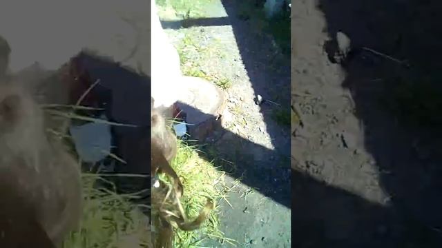 Пытается сама попить воды из колонки смотреть онлайн