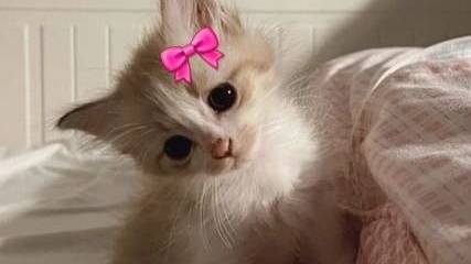 Будни ДПС МСК NextRp