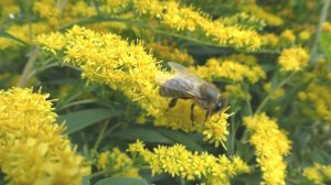 Золотарник-хороший осенний медонос