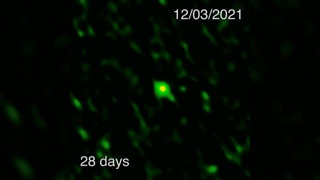 Explosive neutron star merger captured for the first time in millimeter light смотреть онлайн