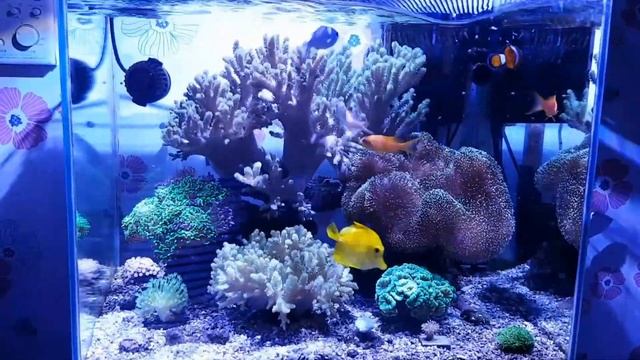 25 gal tnak смотреть онлайн