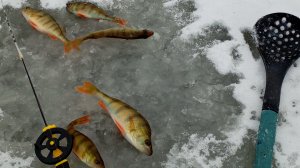 ЛОВЛЯ ОКУНЯ НА БЕЗМОТЫЛКУ. 2024-2025.