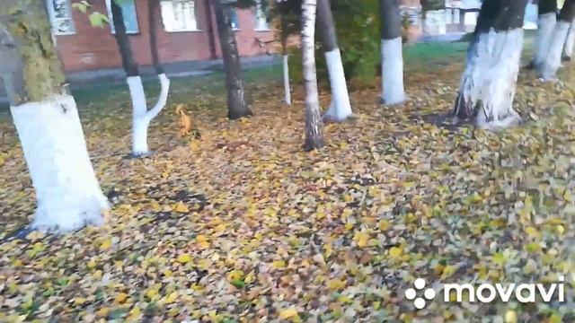 Осень в России. Любуемся. Живая вода. Мамина улица. смотреть онлайн